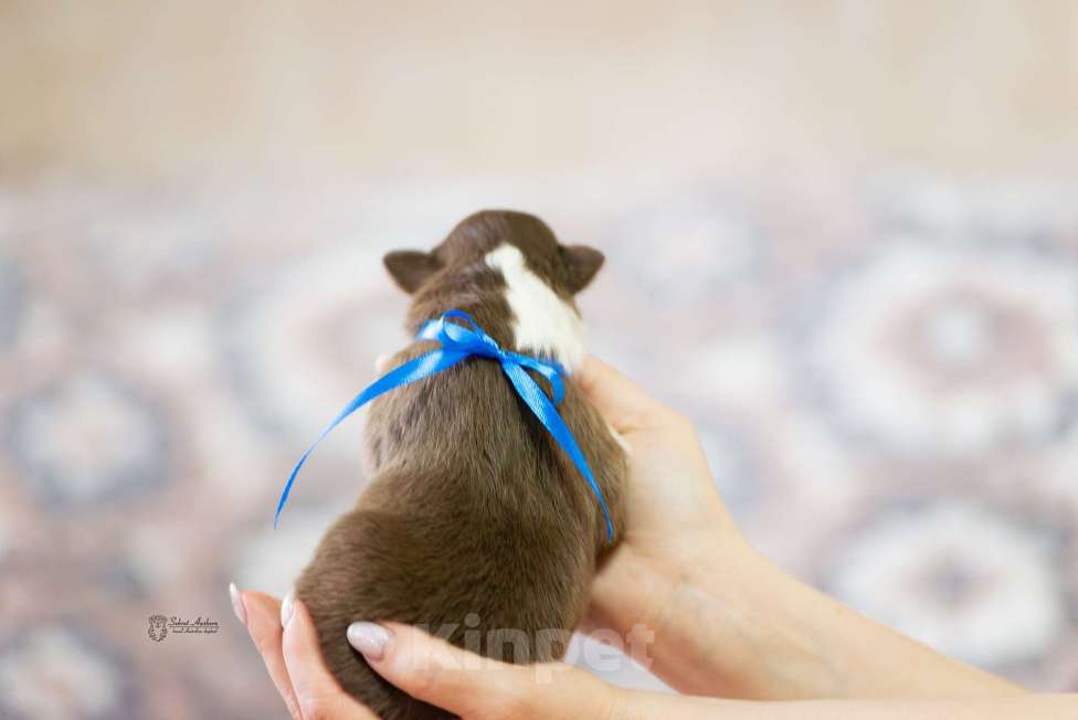 Собаки в Москве: Австралийская овчарка, аусси Мальчик, Бесплатно - фото 1