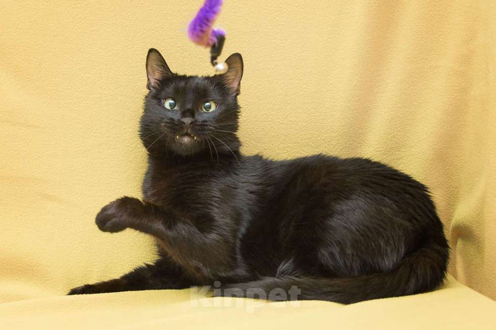 Кошки в Москве: Двоё: я и моя тень Мальчик, Бесплатно - фото 2