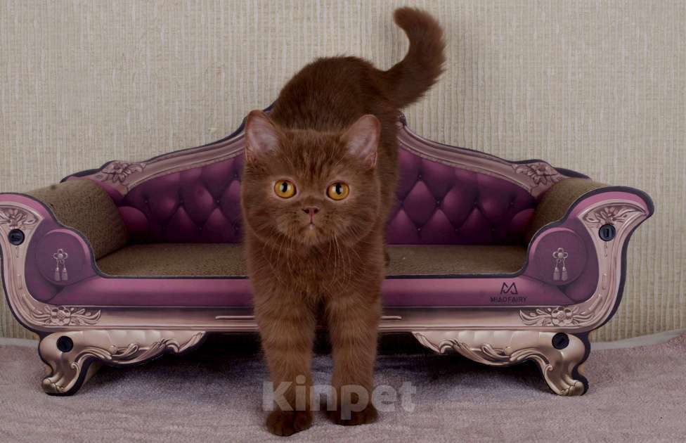 Кошки в Санкт-Петербурге: британский котик окраса циннамон Мальчик, 60 000 руб. - фото 3