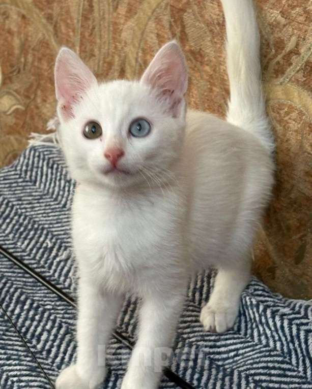 Кошки в Москве: Разноглазый котенок в дар Мальчик, Бесплатно - фото 4
