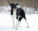 Собаки в Москве: Кнопочка, длинноногий щенок из приюта Девочка, Бесплатно - фото 4