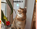 Кошки в Волгограде: Вязка кот золотой шиншилла, 2 000 руб. - фото 1