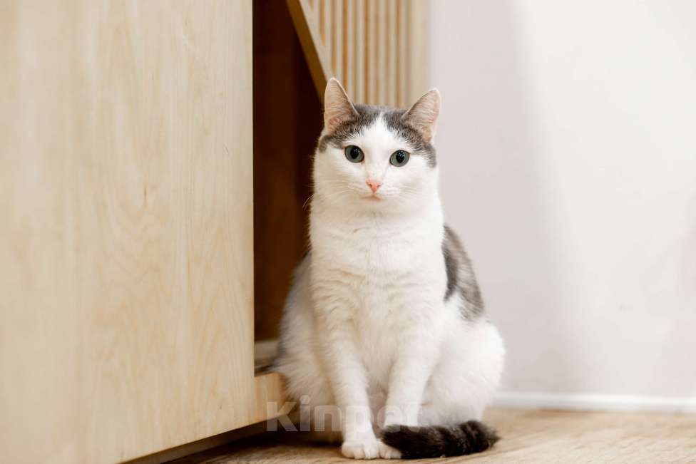 Кошки в Москве: Алиса Девочка, Бесплатно - фото 7