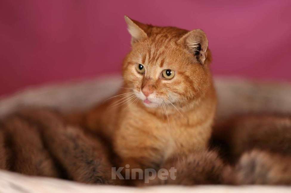 Кошки в Москве: Рыжий кот Коля ищет дом Мальчик, Бесплатно - фото 3