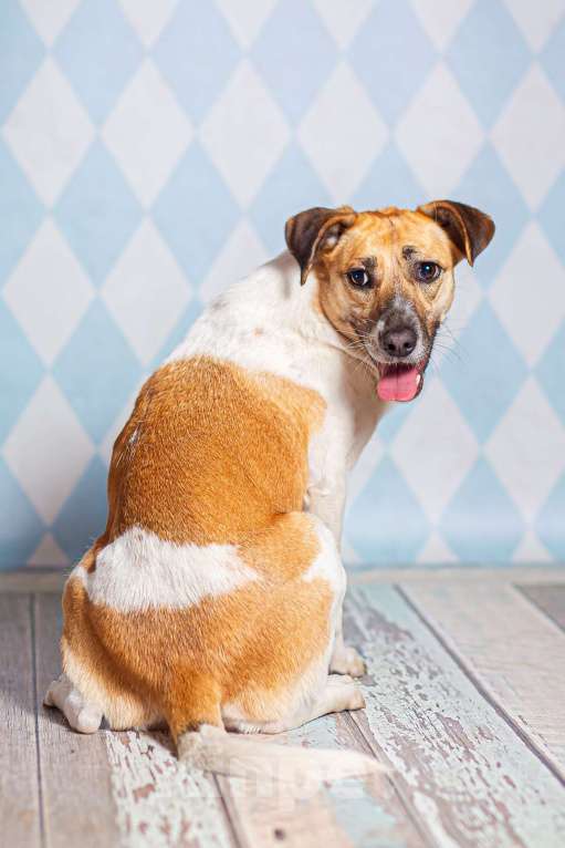 Собаки в Москве: Метис джек-рассел-терьера Герда в дар Девочка, 1 руб. - фото 2