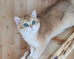 Кошки в Владивостоке: Британский котёнок в драгоценной шубке Мальчик, 80 000 руб. - фото 4