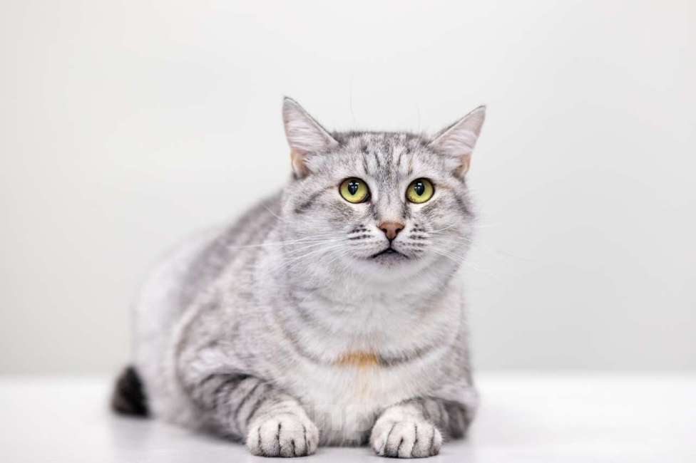 Кошки в Москве: Принцесса Диана Девочка, Бесплатно - фото 5