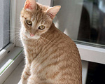 Кошки в Москве: Котенок Сиенна ищет дом Девочка, Бесплатно - фото 1