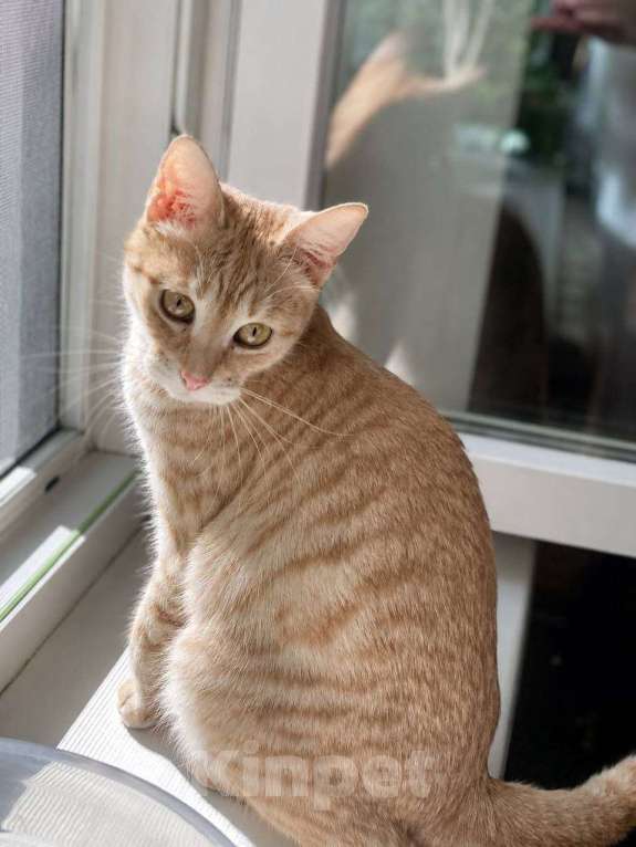 Кошки в Москве: Котенок Сиенна ищет дом Девочка, Бесплатно - фото 1