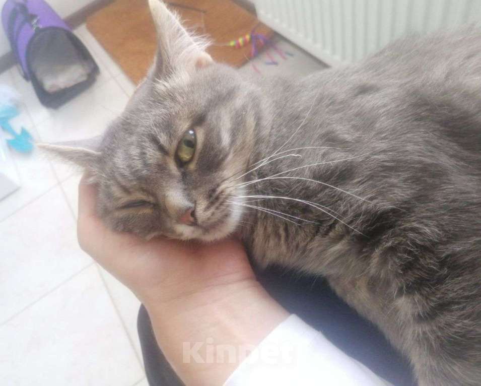 Кошки в Москве: Особенный котенок Дымок, переживший человеческое насилие, ищет дом и любящих людей!  Мальчик, Бесплатно - фото 2