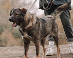 Собаки в Москве: Портос Мальчик, Бесплатно - фото 4