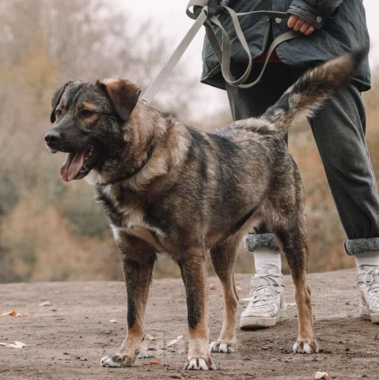 Собаки в Москве: Портос Мальчик, Бесплатно - фото 4
