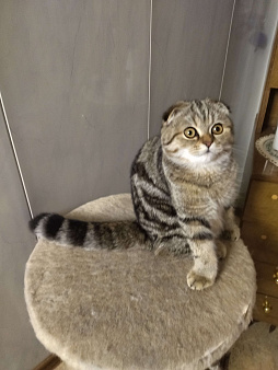 Пропал любимый кот