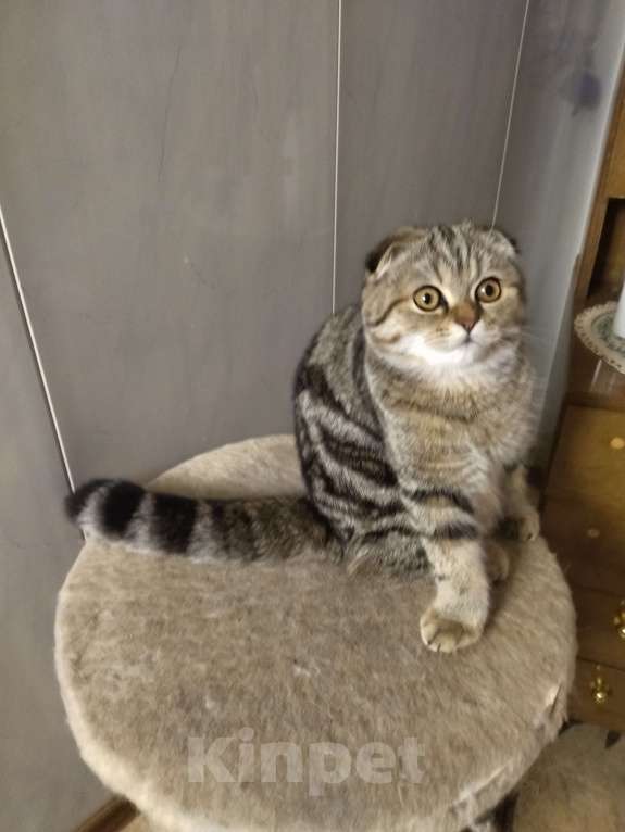 Кошки в Иваново: Пропал любимый кот  Мальчик, 5 000 руб. - фото 1