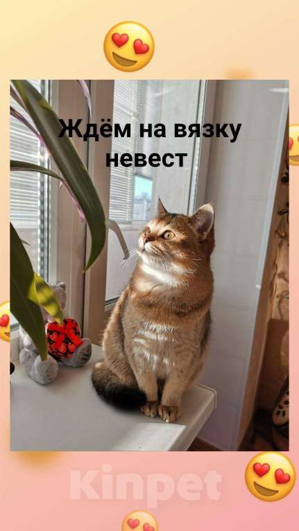 Кошки в Волгограде: Вязка кот золотой шиншилла, 2 000 руб. - фото 1