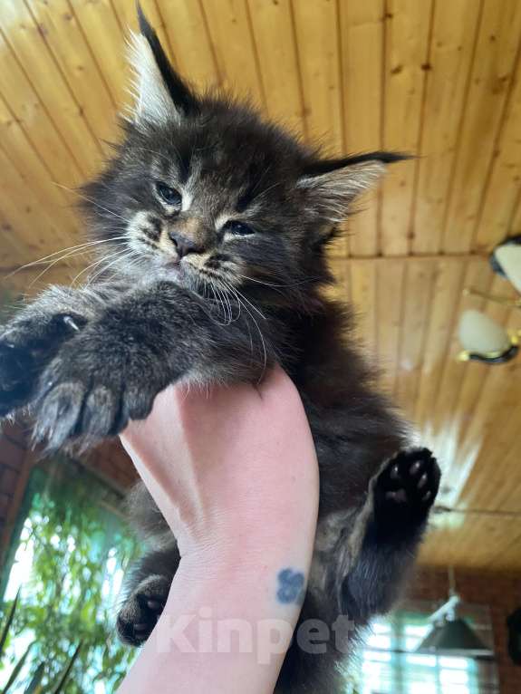 Кошки в других городах Московской области: Мейн-кун мальчик  Мальчик, 60 000 руб. - фото 5