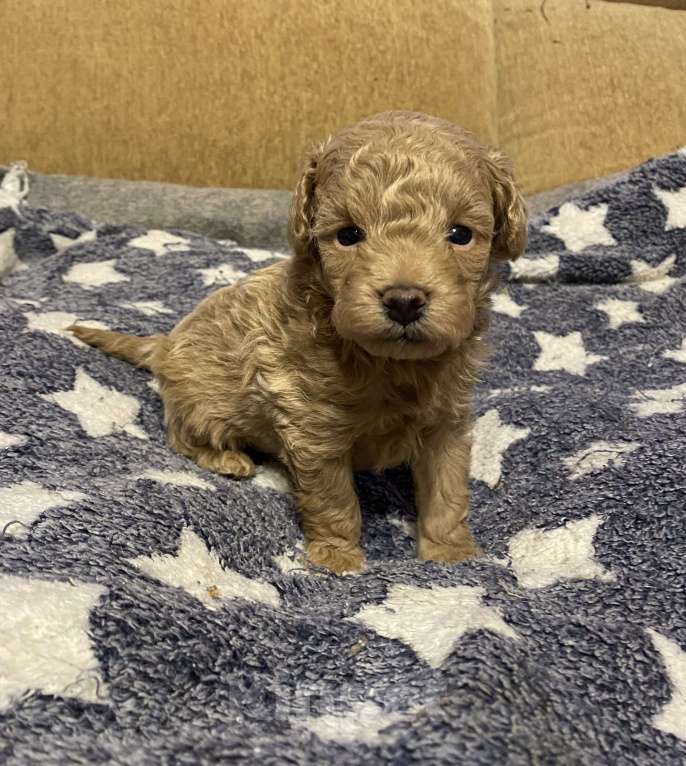 Собаки в Санкт-Петербурге: Прекрасный мальчик той пуделя Шампань  Мальчик, Бесплатно - фото 1