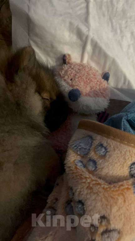 Собаки в Тольятти: Продам щенка померанский шпиц девочка 2 месяца абсолютно здорова пишите расскажу подробнее Девочка, Бесплатно - фото 2