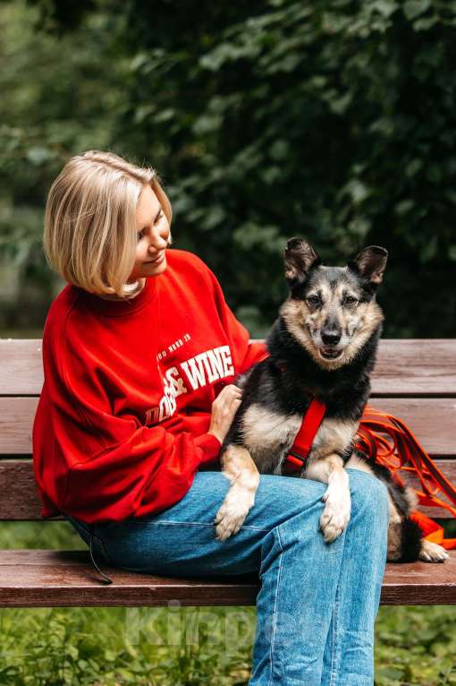 Собаки в Москве: Милая Элси в добрые руки Девочка, Бесплатно - фото 7