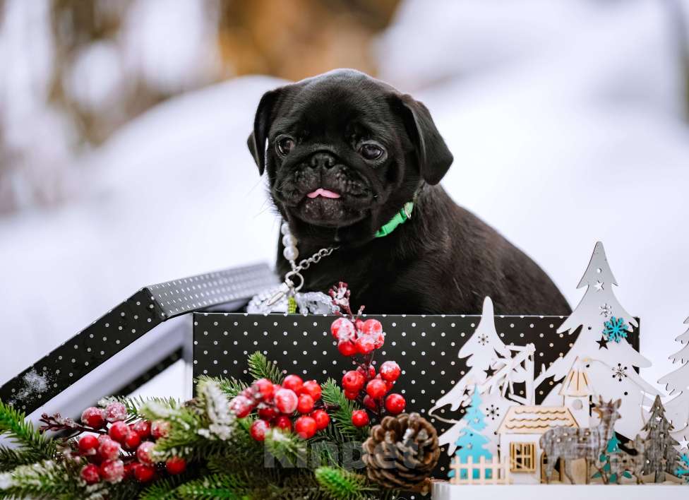 Собаки в Новосибирске: Мопс Софа Мармеладова Девочка, 60 000 руб. - фото 3