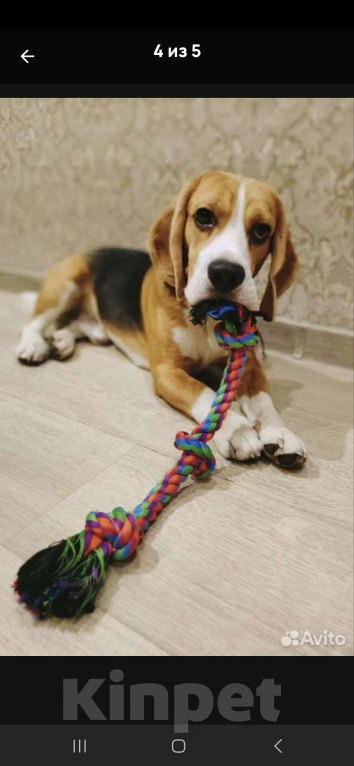 Собаки в Новокузнецке: Продажа щенков породы бигль Девочка, 25 000 руб. - фото 5