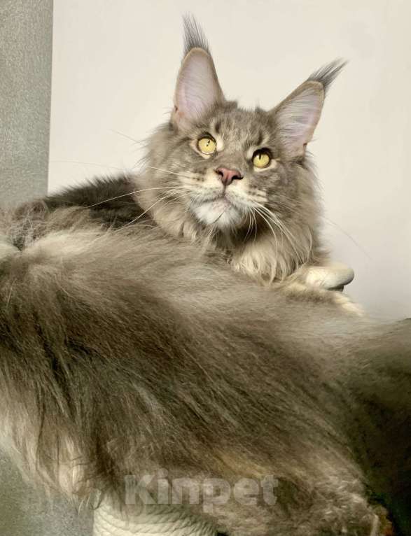 Кошки в Краснодаре: Котенок породы Мейн-кун Мальчик, 35 000 руб. - фото 4