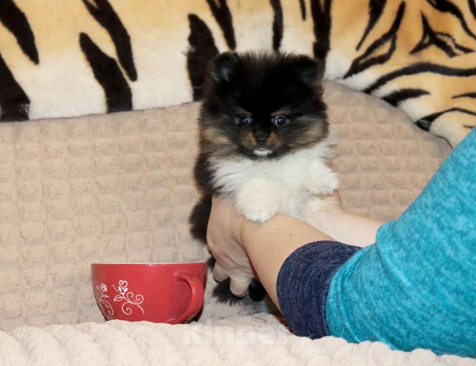 Собаки в Москве: Нарядная красотка Девочка, 75 000 руб. - фото 4