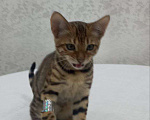 Кошки в Нижнем Новгороде: Бенгальские котята Девочка, Бесплатно - фото 1