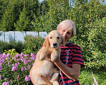 Собаки в Москве: Щенки золотистого( годен ретривера)  Девочка, Бесплатно - фото 1