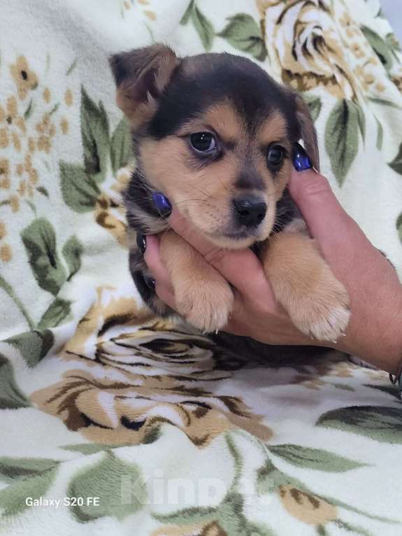 Собаки в Москве: Маленький щенок из приюта в добрые руки Девочка, Бесплатно - фото 2