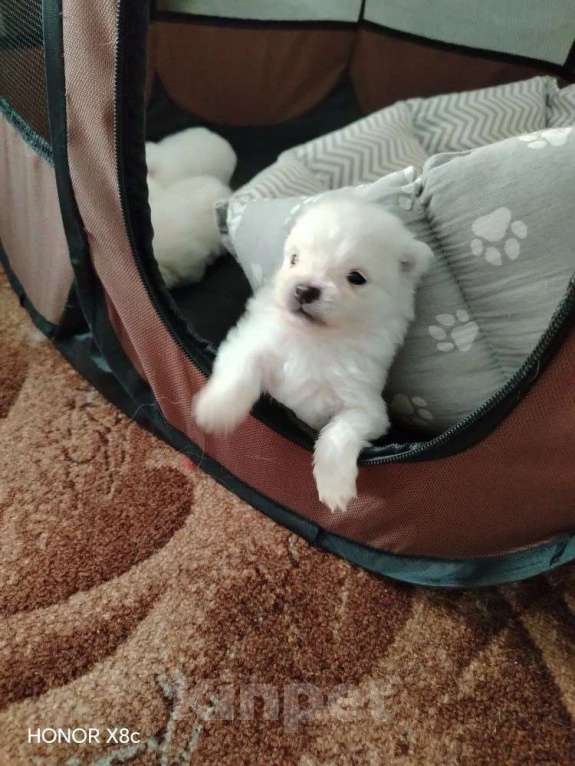 Собаки в Новосибирске: Сладкие мишки Девочка, 30 000 руб. - фото 4