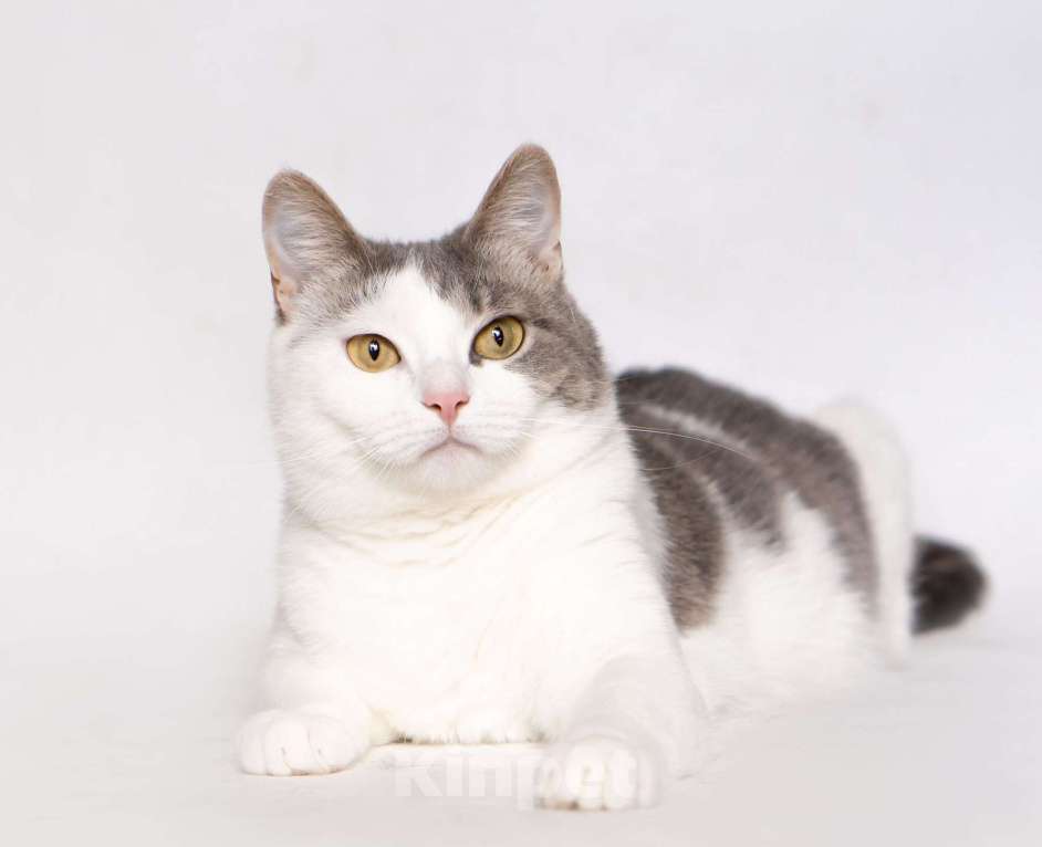 Кошки в Москве: Молодая шотландская кошечка Лиза ищет дом Девочка, Бесплатно - фото 7