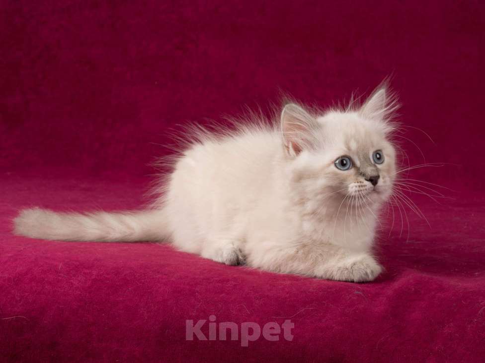 Кошки в Белокурихе: Сибирский котик с голубыми глазами Мальчик, 60 000 руб. - фото 5