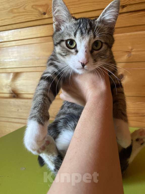 Кошки в Москве: Котенок в добрые руки Мальчик, Бесплатно - фото 3