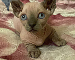Кошки в Санкт-Петербурге: Канадский сфинкс мальчик Мальчик, 65 000 руб. - фото 2