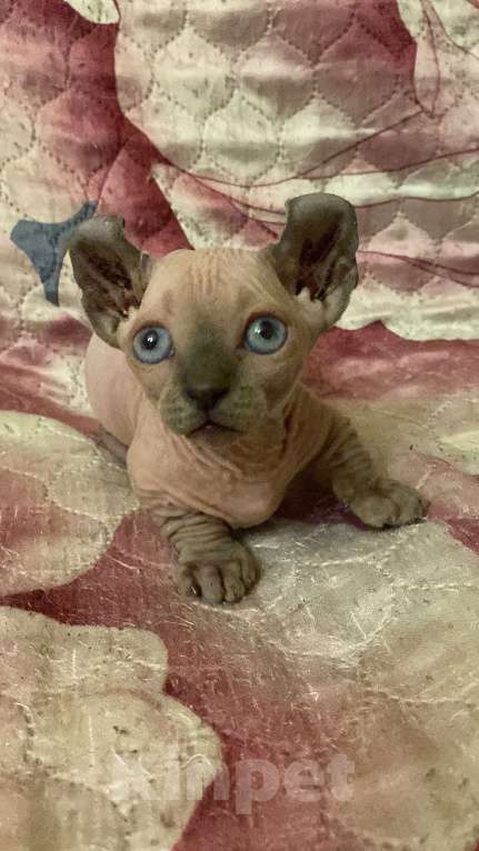 Кошки в Санкт-Петербурге: Канадский сфинкс мальчик Мальчик, 65 000 руб. - фото 2