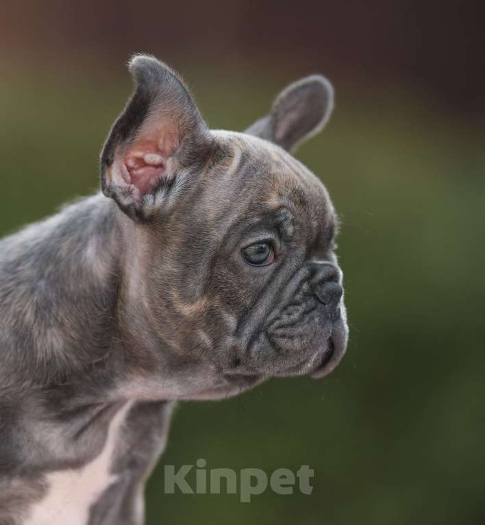 Собаки в Брянске: Динь Девочка, 65 000 руб. - фото 4