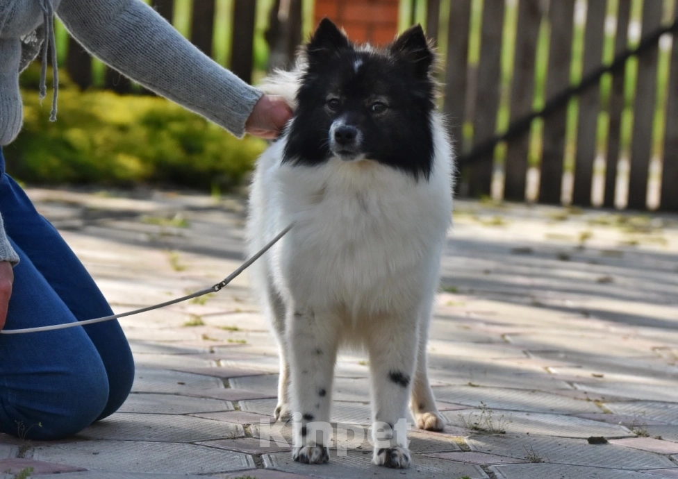Собаки в Москве: Ненецкая оленегонная лайка, сука Фрида. Девочка, 60 000 руб. - фото 4