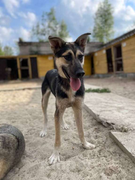 Собаки в Москве: Киви — друг, который умеет быть рядом Мальчик, Бесплатно - фото 8