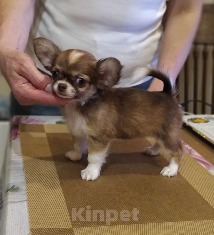 Собаки в Москве: Кукольная дш красавица чихуахуа  Девочка, 60 000 руб. - фото 1