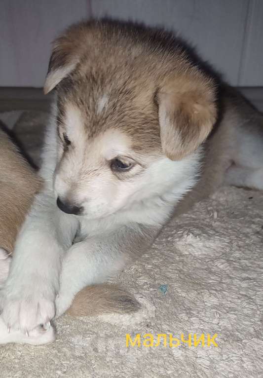 Собаки в Владивостоке: Такие они разные Мальчик, 10 000 руб. - фото 2