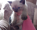 Кошки в Новосибирске: Котенок родился 10 февраля  Мальчик, 2 000 руб. - фото 1