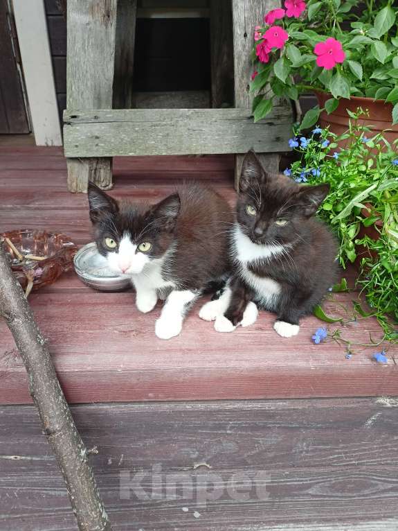 Кошки в Санкт-Петербурге: Отдаю в добрые руки Мальчик, Бесплатно - фото 2