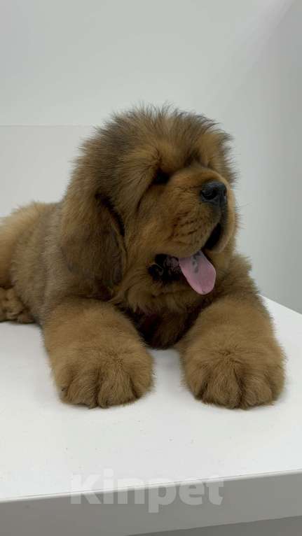 Собаки в Москве: Девочка Голубая лента  Девочка, 350 руб. - фото 2