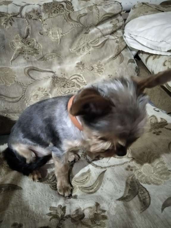 Собаки в других городах Тульской области: Продаются девочки Девочка, 15 000 руб. - фото 6