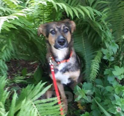 Собаки в Москве: Заберите Шерри из приюта! Девочка, 1 руб. - фото 2