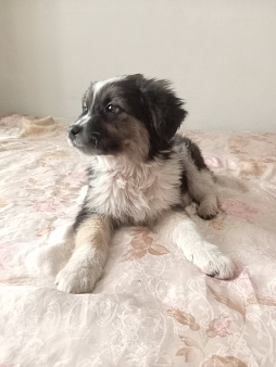 Щенок в дар