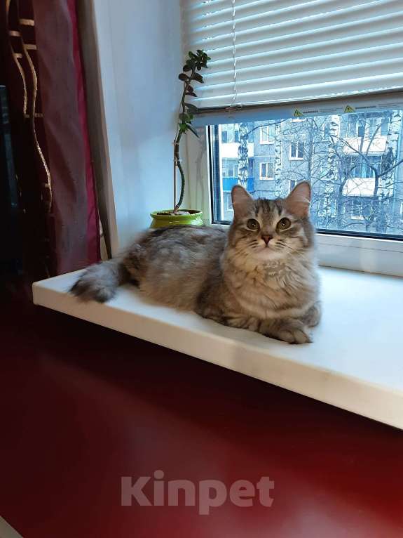 Кошки в Орле: Отдам молодую кошечку в добрые руки Девочка, Бесплатно - фото 6