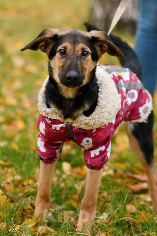 Собаки в Москве: Лекси Девочка, Бесплатно - фото 1