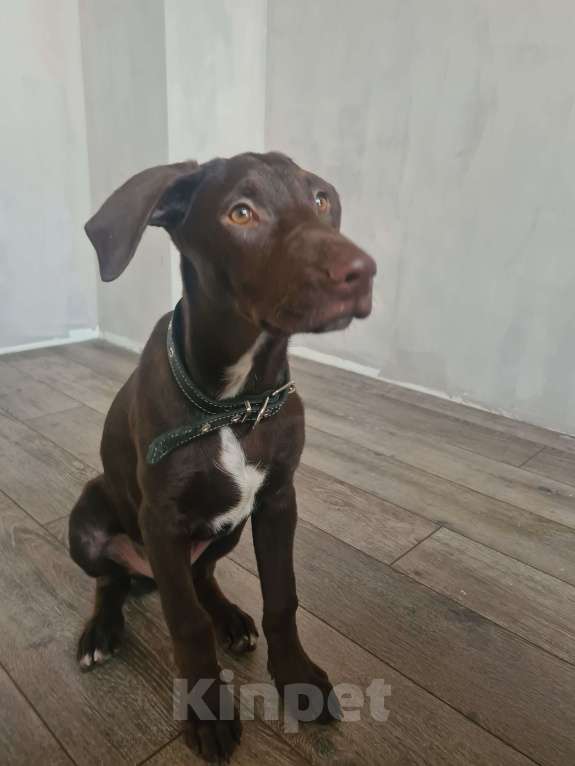 Собаки в Липецке: Щенок в добрые руки Мальчик, Бесплатно - фото 1